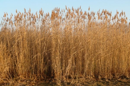 Biofuel from a reed 