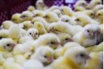 Εξοπλισμός επεξεργασίας κοπριάς πουλερικών στάλθηκε στο εργοστάσιο Severnaya 